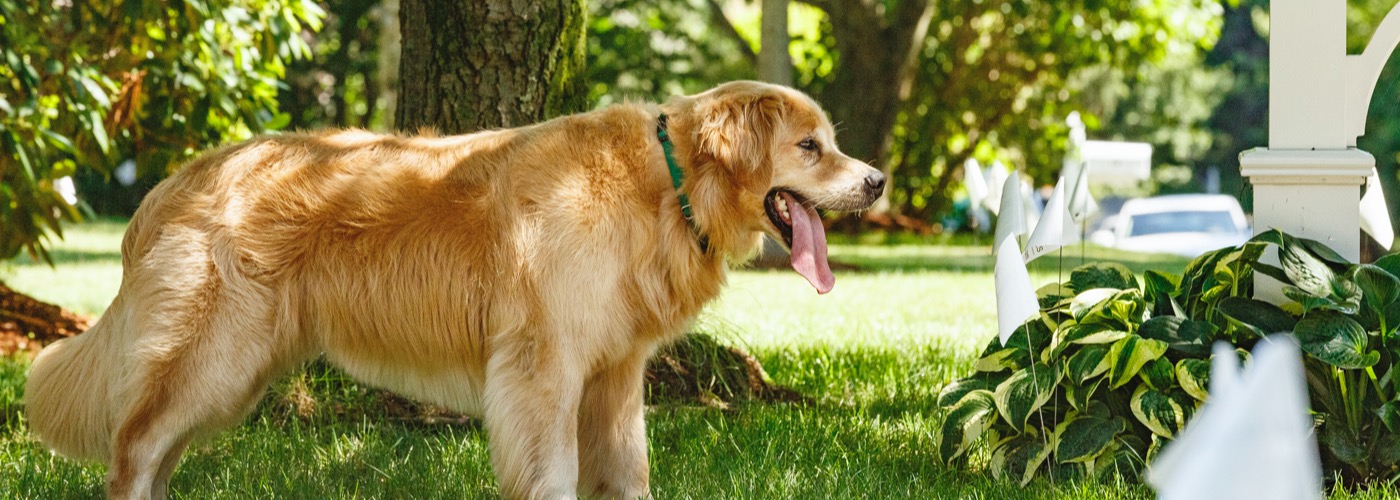 DogWatch of Puget Sound, Monroe, Washington | Outdoor Hidden Dog Fences Slider Image