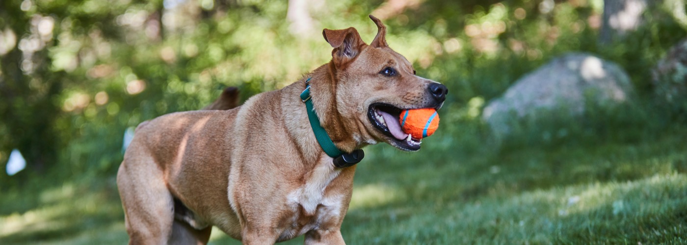 DogWatch of Puget Sound, Monroe, Washington | ProFenceX Slider Image